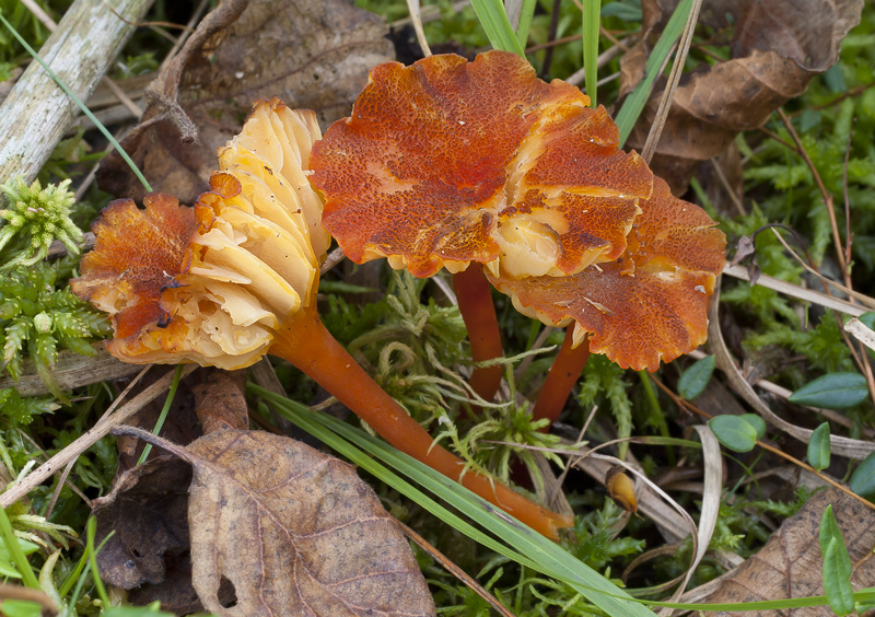 Hygrocybe coccineocrenata